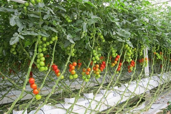 Foto Tomatenzucht